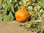 Enough pumpkins for everyone!