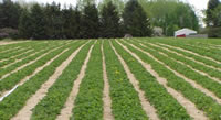 The flavor and quality of our strawberries are fantastic!  Picking is clean and easy.