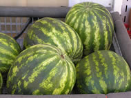 Plenty of great tasting watermelons for everyone!