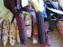 Who does not like colored corn for decorating?