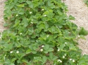 Berries to follow!