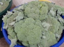 Bright green broccoli is  colorful and healthy for you as well!