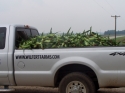 A fresh load of sweet corn comes in every morning!
