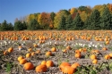 No shortage of pumpkins at Wilfert Farms\
