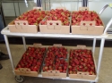 Freshly picked strawberries just waiting for you!