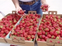 Berries by the handful!